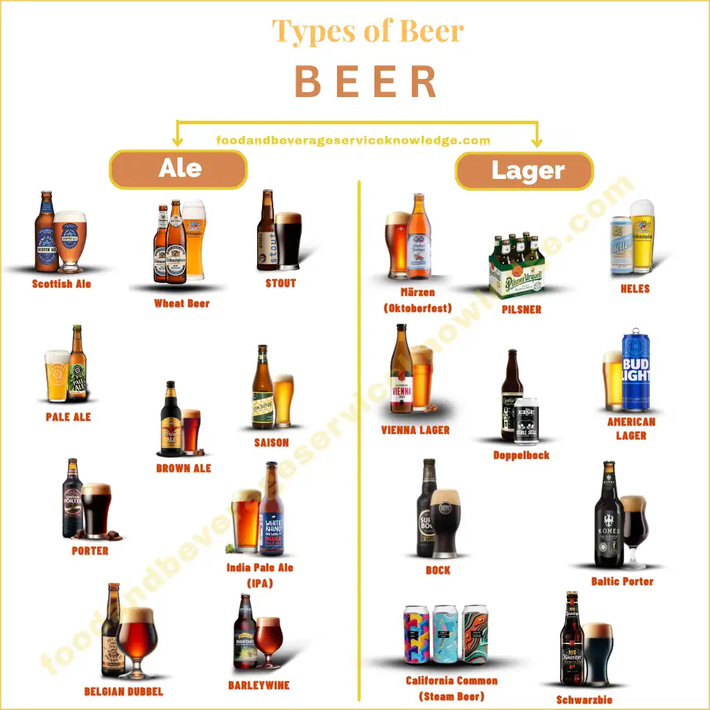 nfographic showcasing the main types of beer, highlighting the difference between Lager and Ale styles. Includes popular Lager styles such as Pilsner, Helles, and Märzen, and Ale styles like IPA, Stout, and Barleywine.